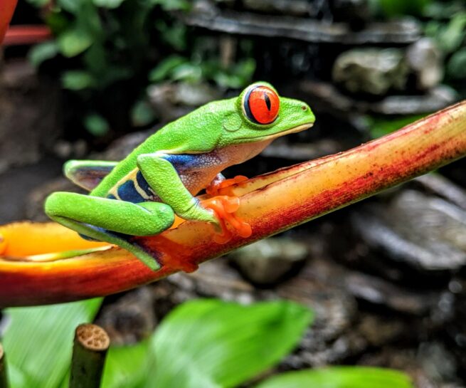 Costa Rica Frog